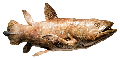 museum display of a coelacanth