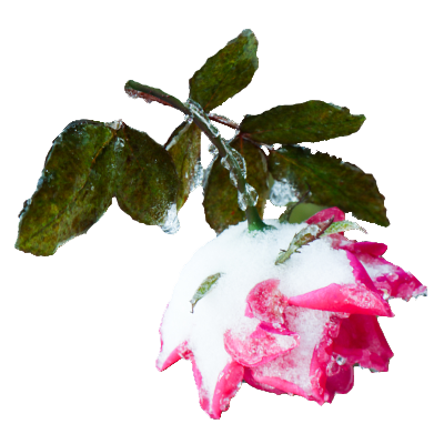 pink rose covered in snow